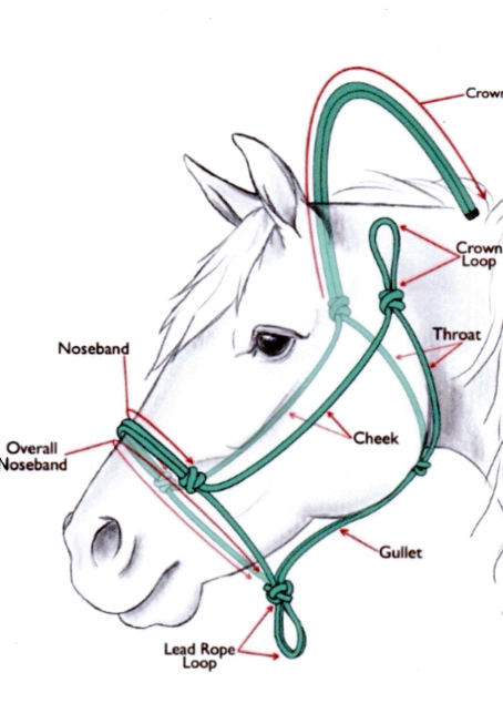 Halter & lead set