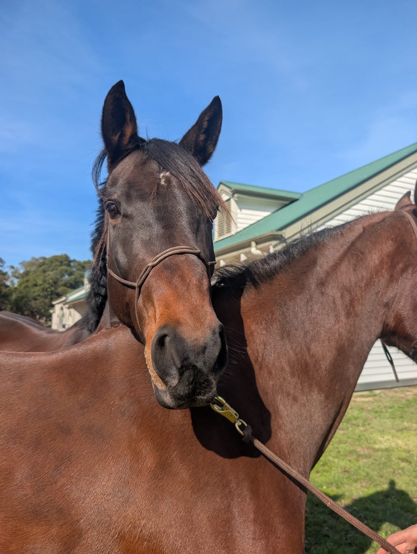 Halter & lead set