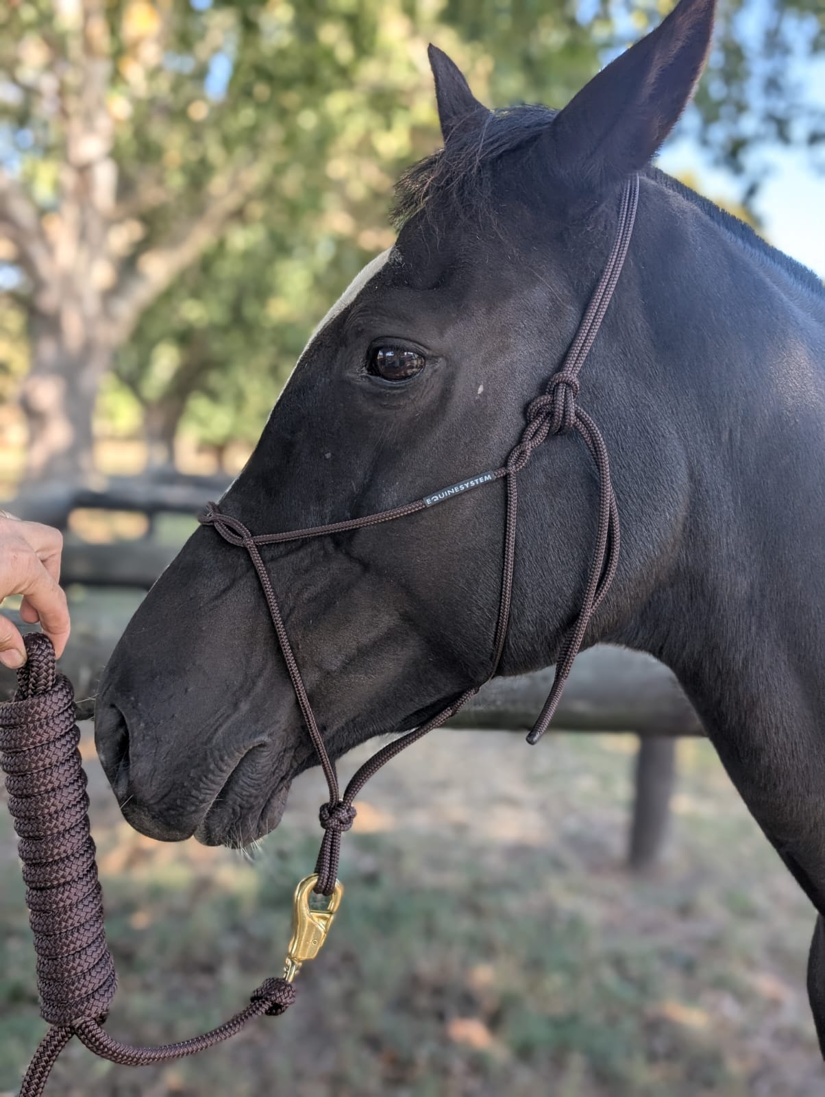 Halter & lead set