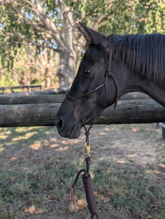Halter & lead set