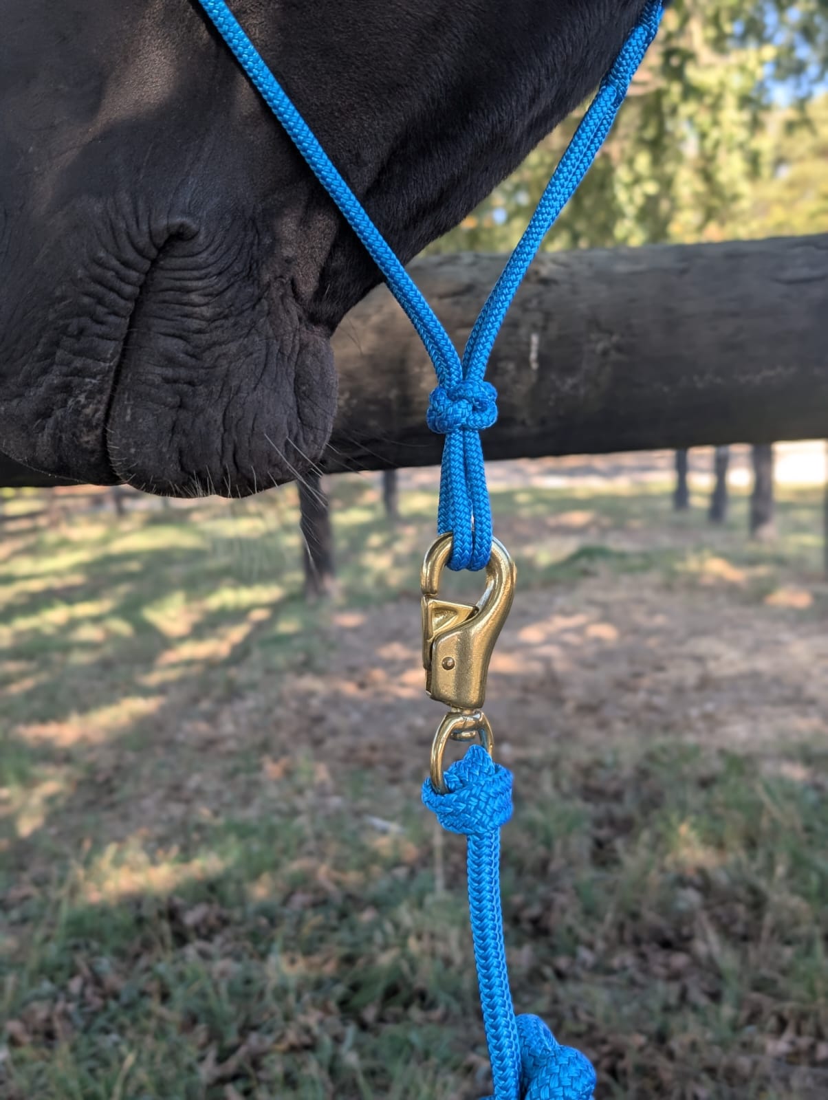Halter & lead set