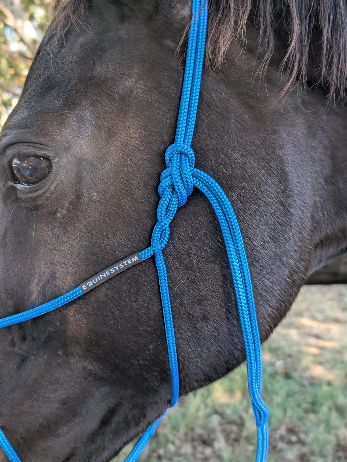Halter & lead set