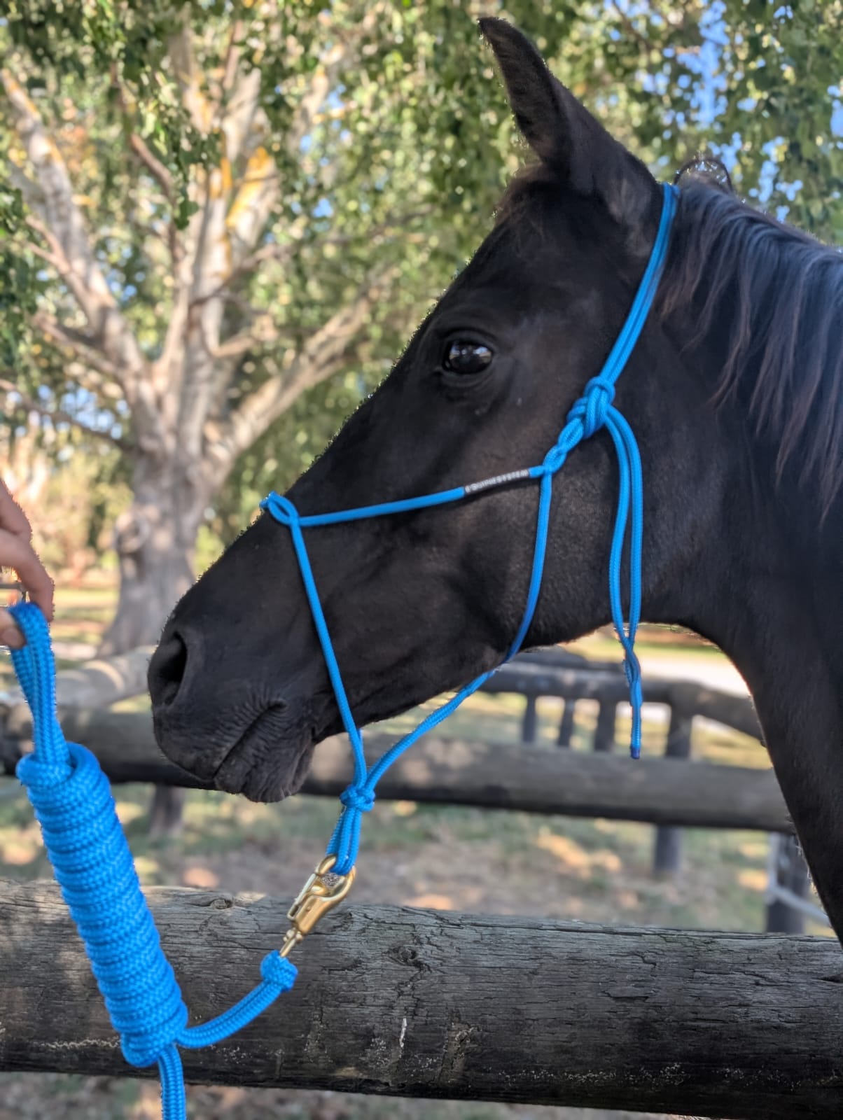 Halter & lead set